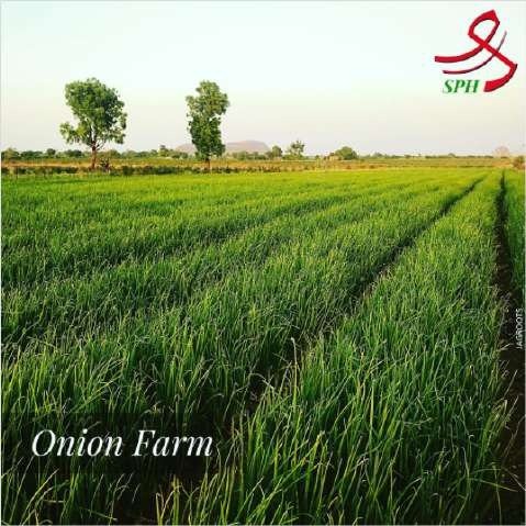 SPH Agro onion farm creative