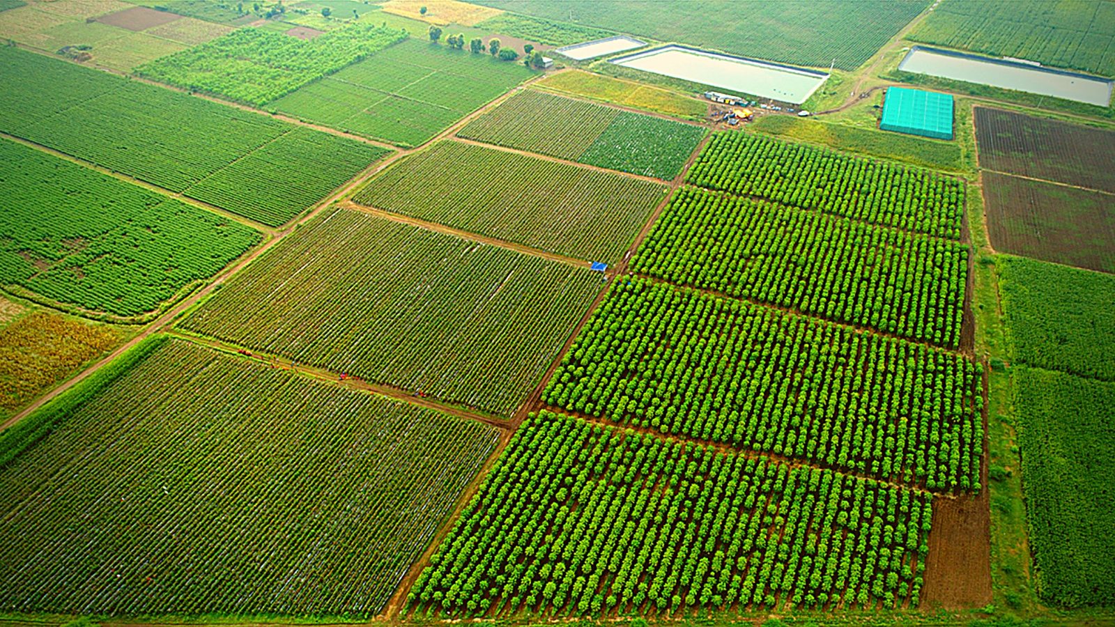 SPH Agro farm fields