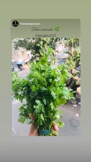 SPH Agro fresh coriander story