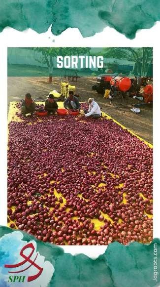 SPH Agro sorting behind the scenes